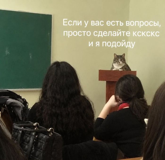 Приколы дня 