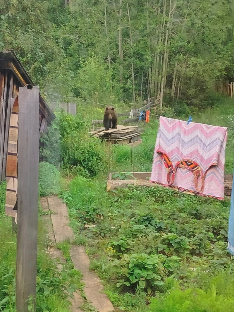 Медведи продолжают выходить в населенные пункты Богучанского округа