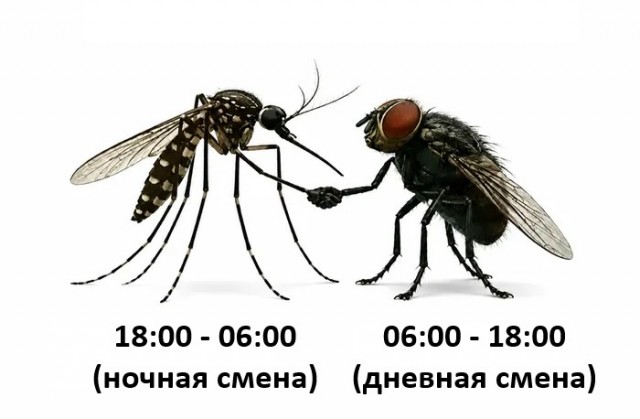 Приколы дня